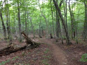 Trail heading out of Island Mine